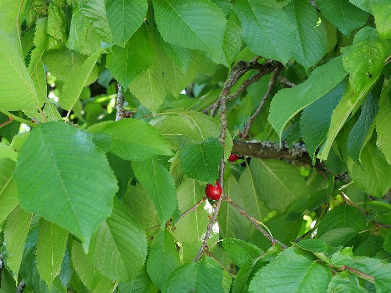 batch_Kirschen in Nachbars Garten.jpg