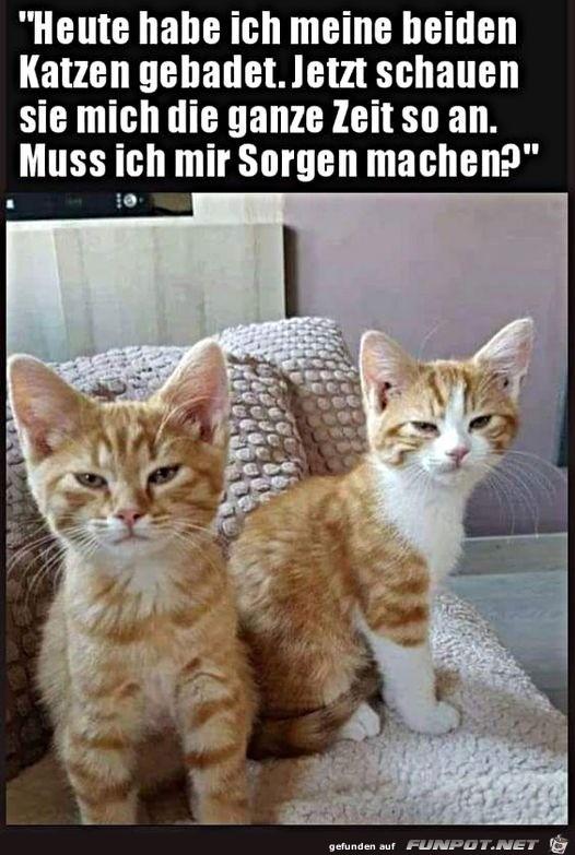 Katzen.jpg