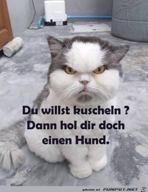 hol_dir_doch_einen_Hund 9.12..jpg