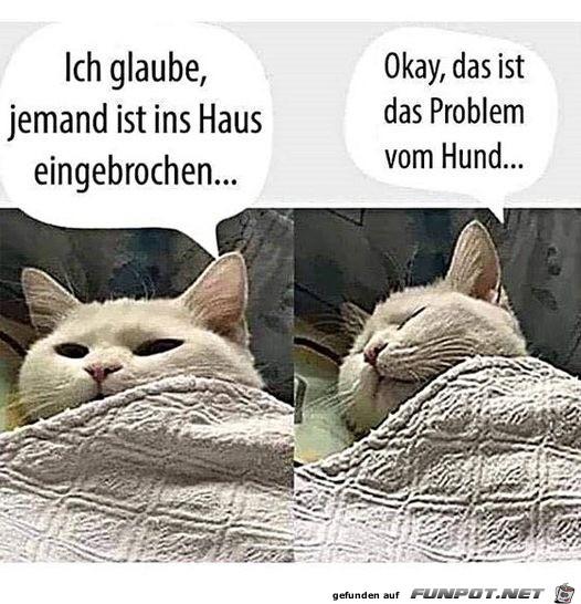 Typisch_Katze.jpg