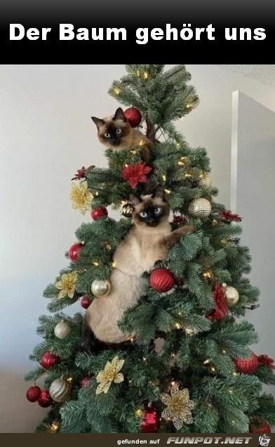 Der_Baum_gehoert_den_Katzen 26.112..jpg