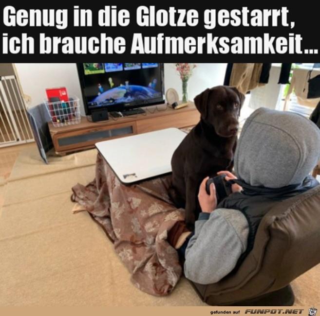 Hund_will_Aufmerksamkeit 4.2..jpg