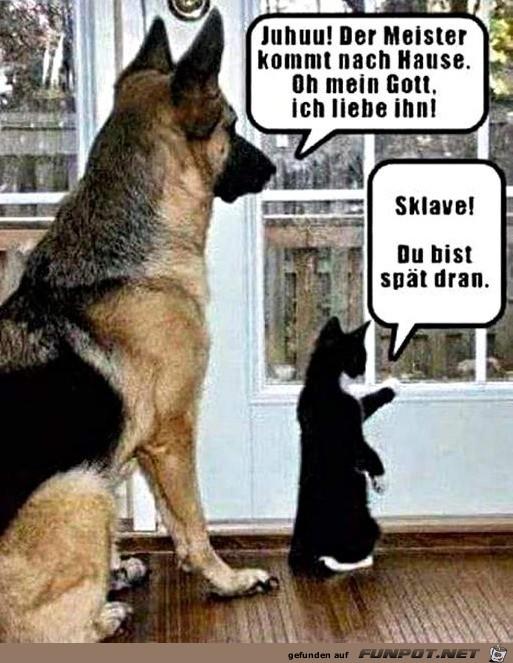 Unterschied_Hund_und_Katze 18.2..jpg