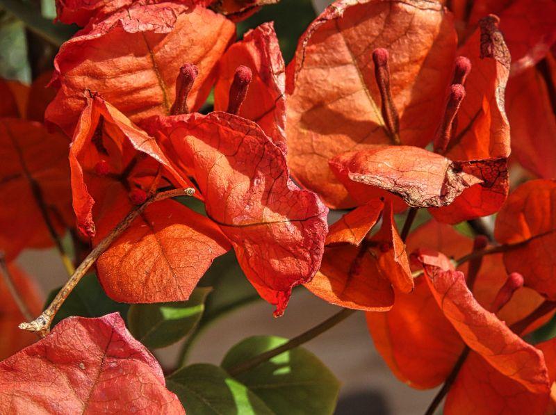 Bougainvillea.jpg