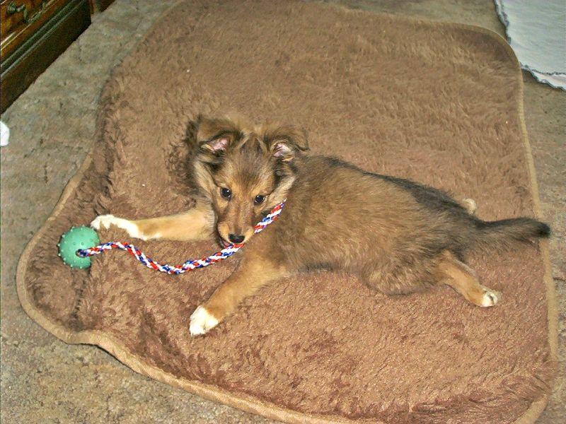 Tammy mit Spielball.jpg