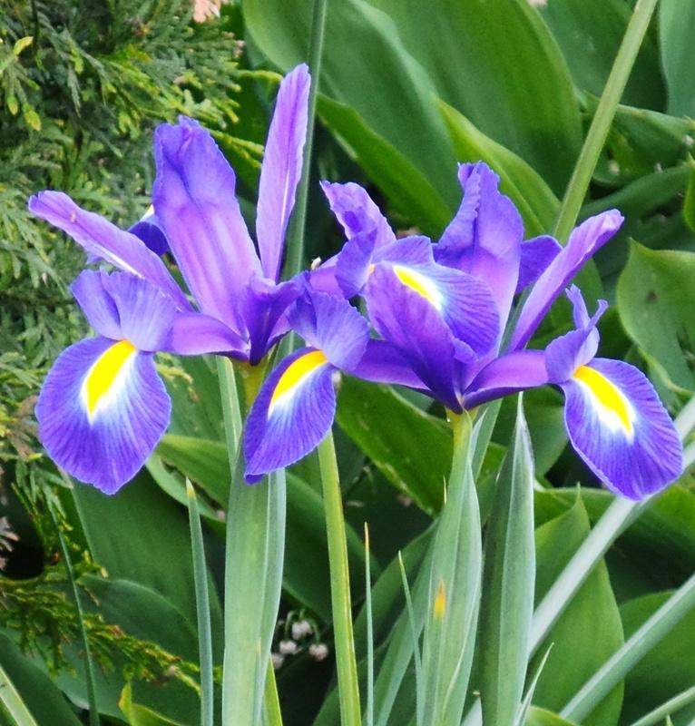 2015 06 08_Iris.JPG