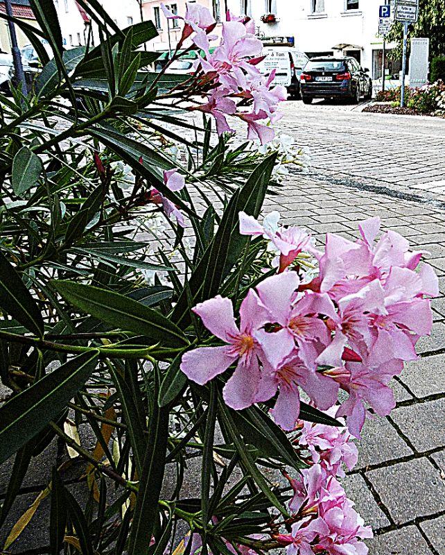 Oleander in rosa.JPG