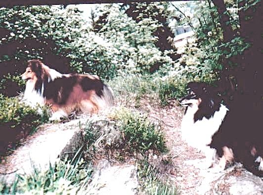 Im Harz, auf dem Kartoffelberg-Braunlage.jpg