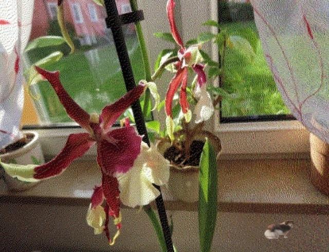 Orchidee 2.jpg