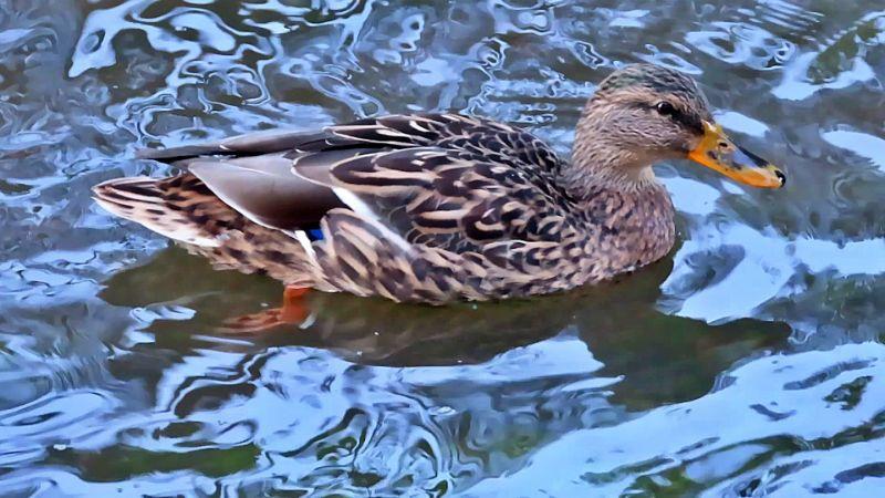 Ente noch mal bearbeitet.jpg