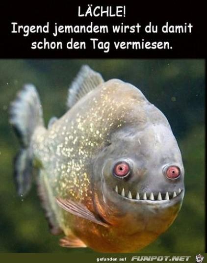 fisch.jpg