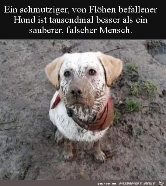 Ein_schmutziger_Hund.jpg