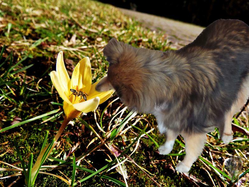 Krokus mit Tammy mit Bienchen.jpg