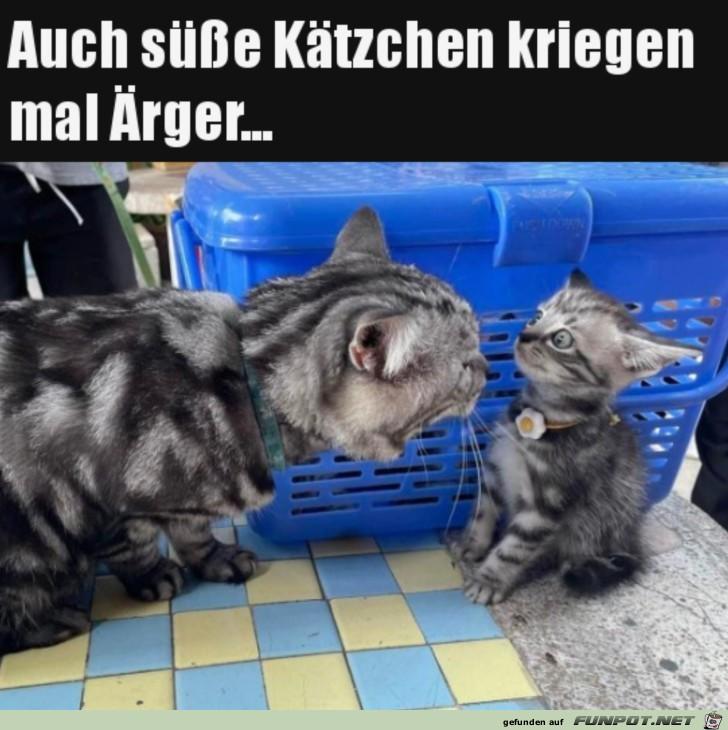 Katzen-Standpauke.jpg