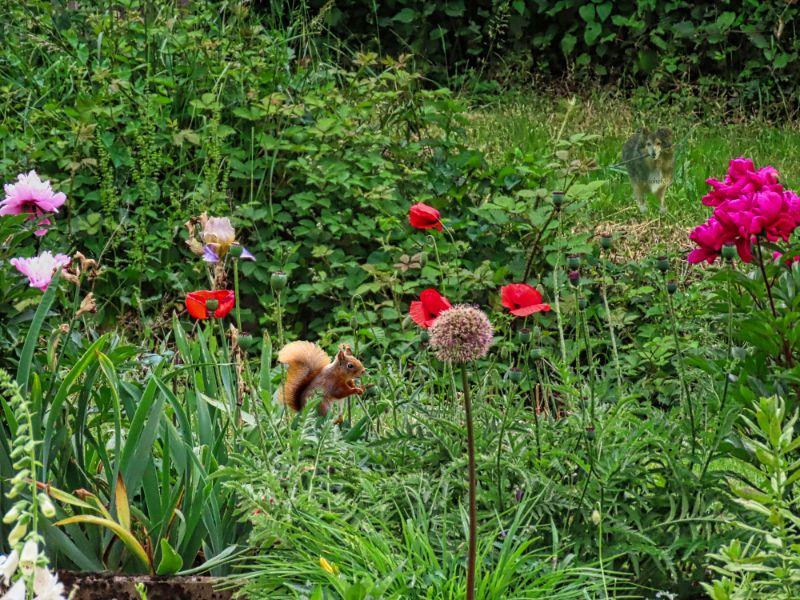 Eichhörnchen will mal den Mohn versuchen.jpg