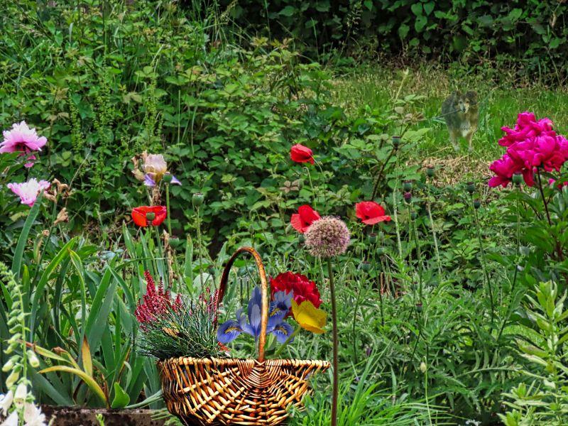 Korb im Schrebergarten.jpg