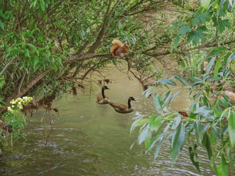 Gänse auf der Pegnitz.jpg