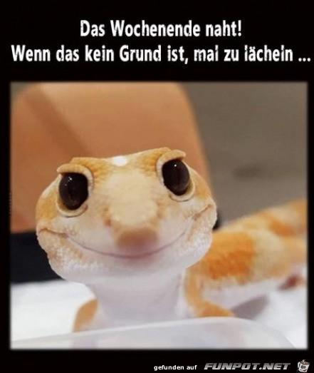 Ein_Grund_zum_Laecheln.jpg