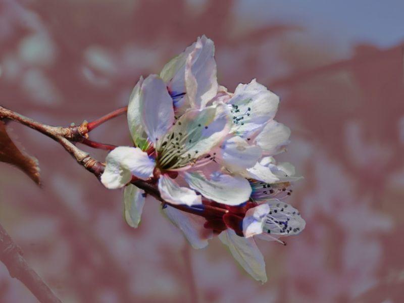 anders farbig sind diese Blüten.jpg