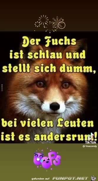 Der_Fuchs.jpg