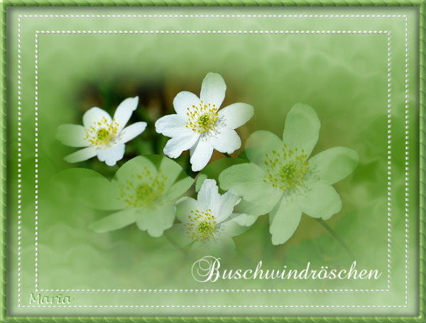 23-Februar-Buschwindröschen.jpg