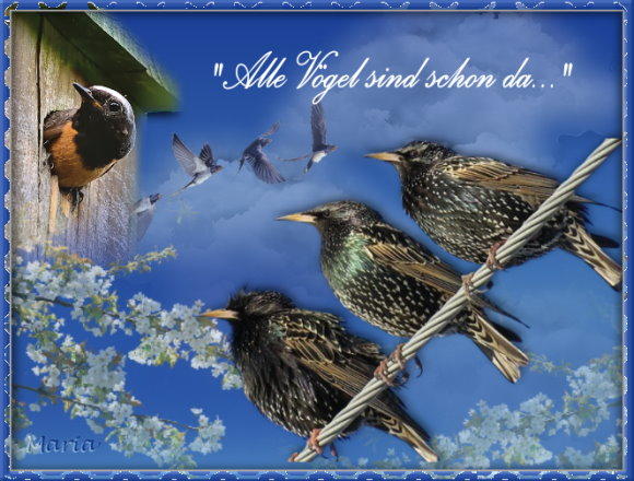 29-Januar-Alle Vögel.jpg