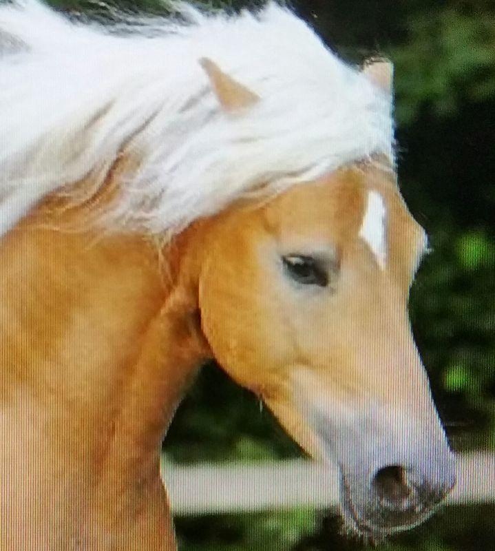 Haflinger.jpg