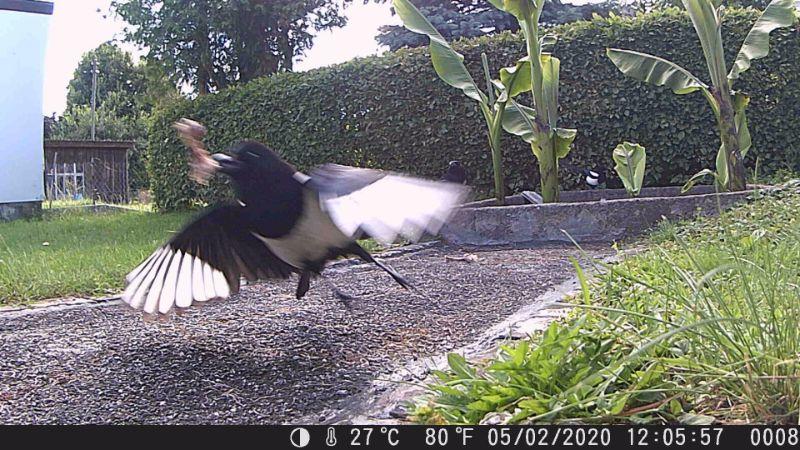 Elster im Flug Fram 1.JPG