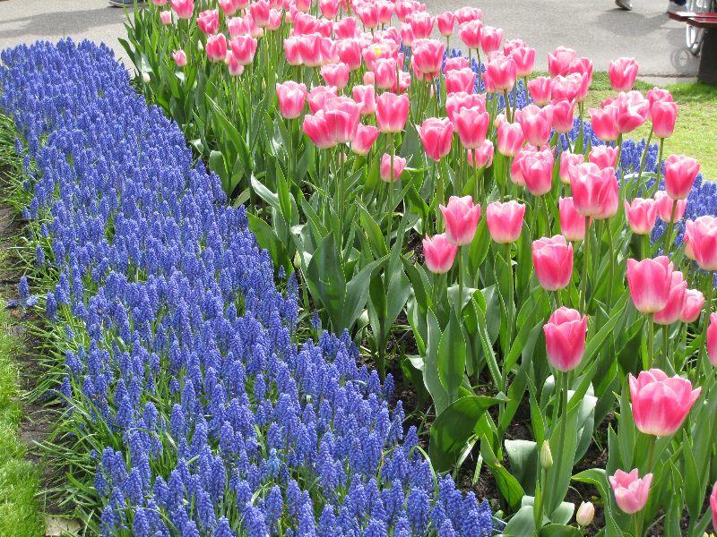 Keukenhof...27.April 2012 045.JPG