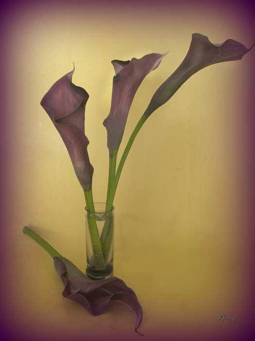 Calla12.jpg