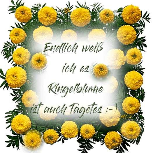 Tagetes.jpg