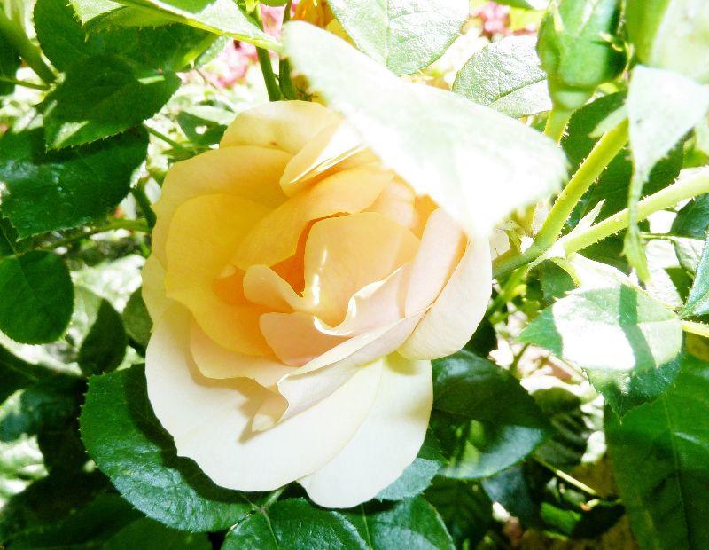 gelbe-rose.JPG