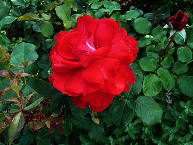 rote rose-ab.JPG