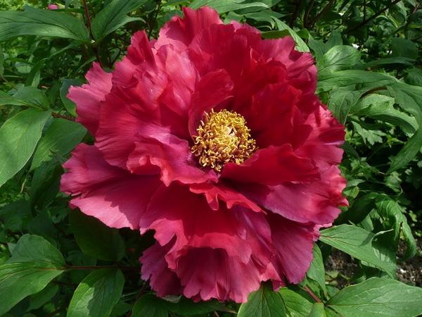 047b...rose,,rot-ab.JPG