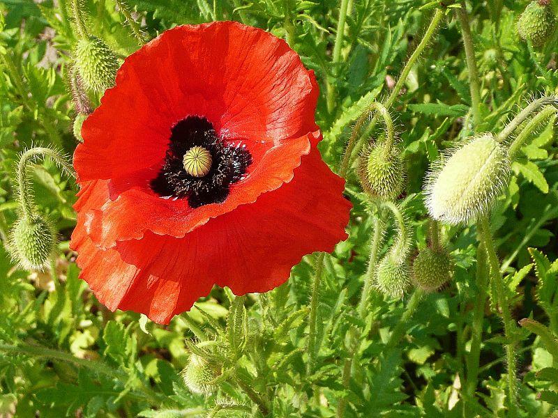 049-mohn-erl.JPG