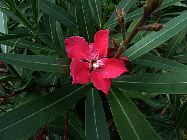 oleander-rot-erl.JPG