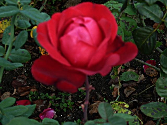 rote-rose-ab.JPG