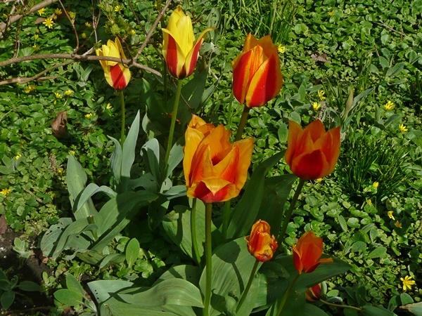 tulpen-erl.JPG