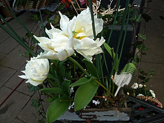 2tulpen-erl.JPG