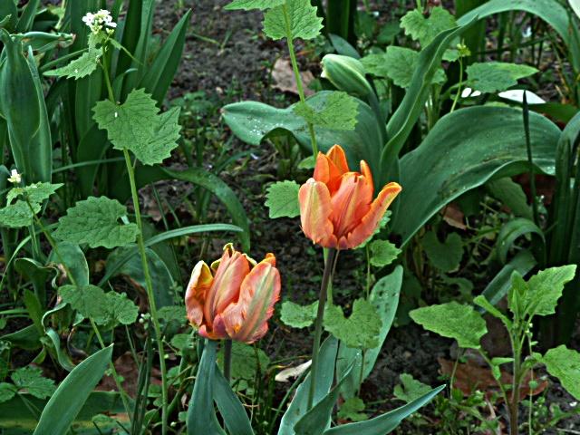 tulp-erl.JPG