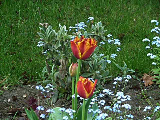 tulpen--erl.JPG