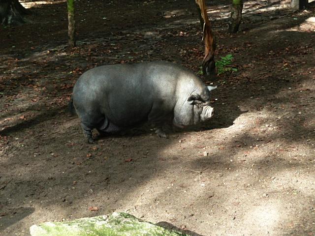 schwein-erl.JPG