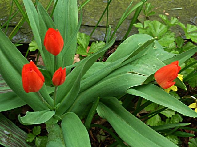 2tulpen-erl.JPG