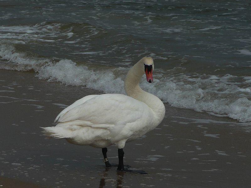 143..schwan-erl.JPG