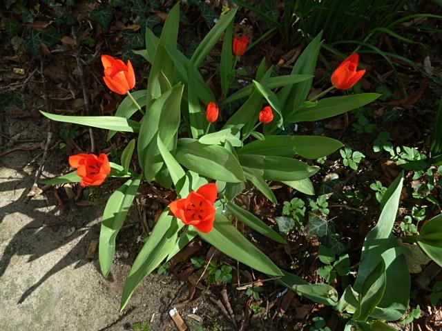 tulpe-erl.JPG