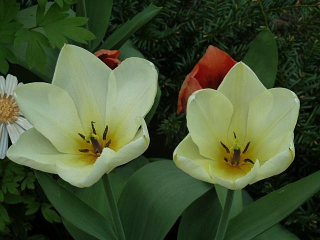 1tulpe-erl.JPG