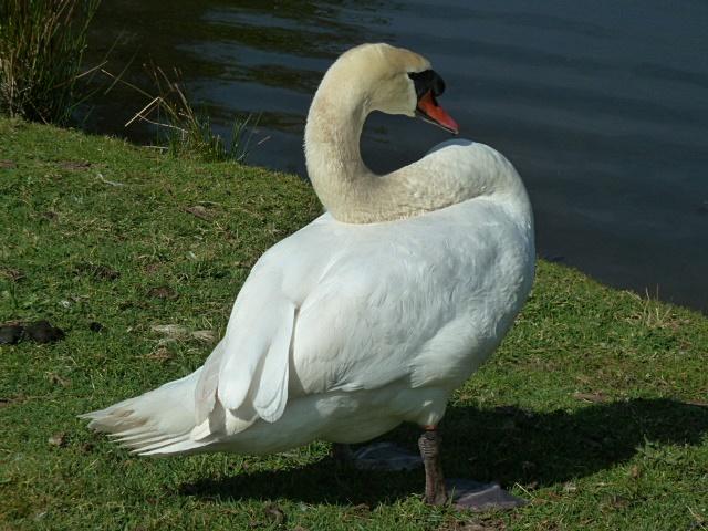 schwan-erl.JPG