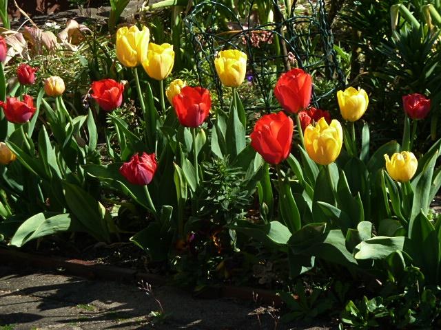 tulp-erl.JPG