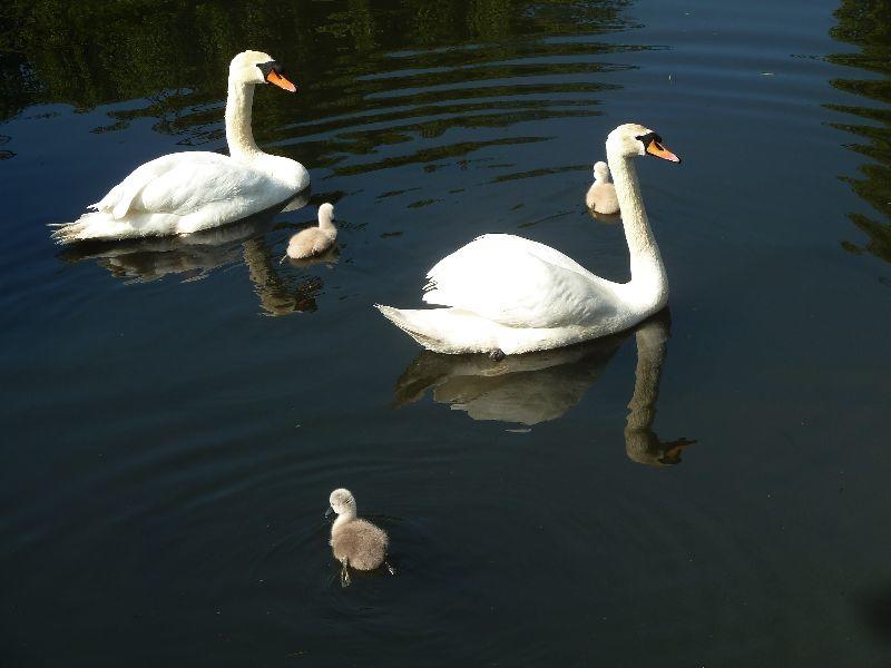 familie-erl.JPG