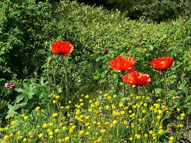 natur-rot-erl.JPG